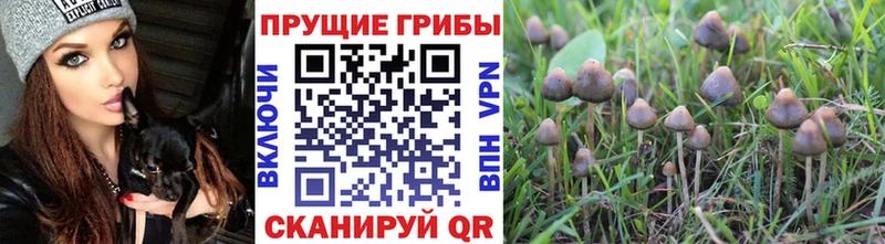 Галлюциногенные грибы прущие грибы кракен онион Костерёво